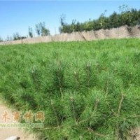 黑松華山松樟子松廉價(jià)提供