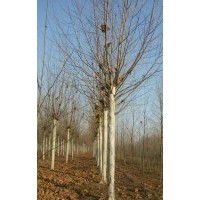 18公分法桐三年冒價格 20公分法桐三年冒價格