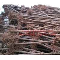 河北保定榆樹哪家好