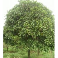 欒樹(shù)價(jià)格精品欒樹(shù)出售優(yōu)質(zhì)金桂