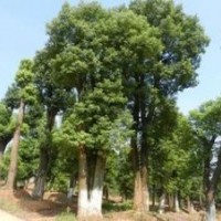 供應香樟 紅葉石楠 桂花 廣玉蘭 日本黑松羅漢松 景觀石