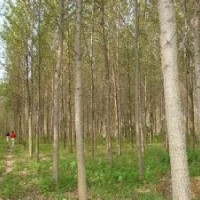 意楊報價提供南京意楊報價