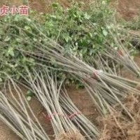 江蘇供應大葉女貞價格，2公分3公分大葉女貞價格