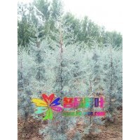 規(guī)格齊全的藍冰柏