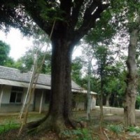 黃連木報(bào)價(jià)精品移植15公分黃連木出售