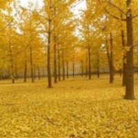 低價(jià)苗木：銀杏，雪松苗，廣玉蘭，紫葉李，桂花，櫻花