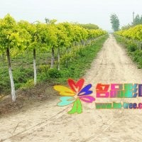 名品彩葉金葉垂榆量大