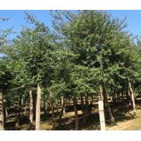 供應(yīng)8公分五角楓、三年冒五角楓