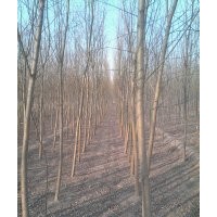 黃柳，垂柳，旱柳 ，臭椿