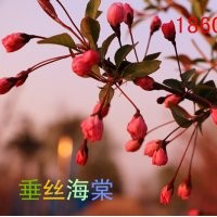 新沂蒙垂絲海棠