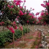 綠化苗木紅花紫薇價(jià)格報(bào)價(jià)