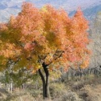 叢生黃連木價格南京移植20公分價格