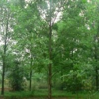 馬褂木銷售基地20公分馬褂木報(bào)價(jià)