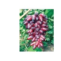占地葡萄大苗，優(yōu)質(zhì)葡萄品質(zhì)苗，葡萄苗批發(fā)