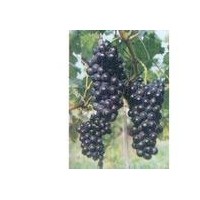 軟子石榴苗，大紅袍石榴苗，夢陽紅石榴苗