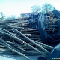 專供山西：金絲柳，漳河柳，饅頭柳，旱柳