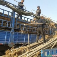 專供山西：速生楊，毛白楊，新疆楊