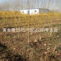 江蘇2公分黃金槐嫁接苗3-4公分黃金槐工程苗數(shù)量多規(guī)格全