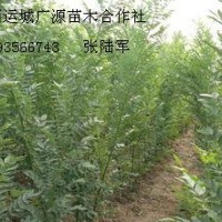 1米以上速生國(guó)槐小苗大量出售、雙季國(guó)槐大量供應(yīng)