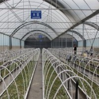 竹柳快繁苗，美國(guó)竹柳