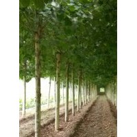 白蠟、國(guó)槐、法桐、北欒