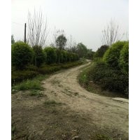 2cm-15cm四川桂花特價(jià)供應(yīng)