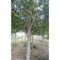 廣東沉香風(fēng)景樹