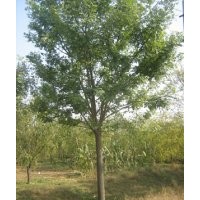 供應(yīng)、各種綠化大小苗木、