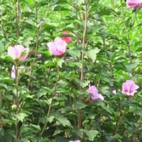 河北木槿價格|石家莊木槿批發(fā)廠家