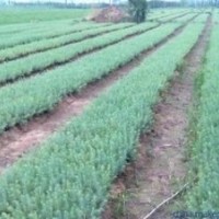 江蘇湯泉20公分雪松小苗價格 1米雪松價格