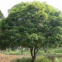 供應(yīng)湖南14公分精品全冠桂花樹(shù)，15公分移栽桂花樹(shù)，桂花樹(shù)種植基