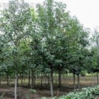 最新胸徑15公分楓香價格 楓香產(chǎn)地