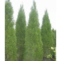 北京儈苗圃 北京儈基地 專營(yíng)北京儈