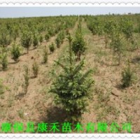 定植云杉樹苗 60-80公分