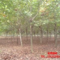 法國(guó)梧桐