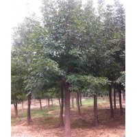 天津現(xiàn)在18公分白蠟多少錢(qián)