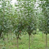 西府海棠基地價格