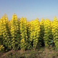 1年生復葉槭幼苗小苗復葉槭苗銷售