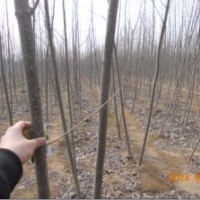 處理速生楊107量大3到4公分