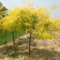 金葉國(guó)槐為您傾情供應(yīng)優(yōu)質(zhì)保量