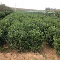 大量供應(yīng)山東冬青苗，冬青球，北海道，木槿，櫻花。