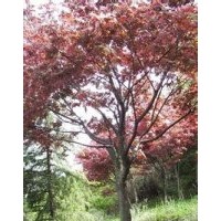 四川烏柏價格今年10公分20公分30公分烏柏報價