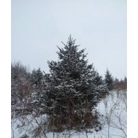 長(zhǎng)期大量供應(yīng)五角楓蒙古櫟紫穗槐刺槐云杉