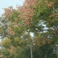 移植15公分北欒樹價格，南京欒樹產地，江蘇欒樹基地