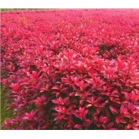 紅葉石楠傾情為您供應(yīng)