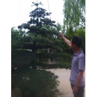 直銷造型五針松，造型龍柏，造型小葉黃楊，造型大葉黃楊