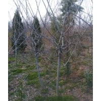 直銷木瓜海棠，垂絲海棠，西府海棠，紅寶石海棠，鐵桿海棠