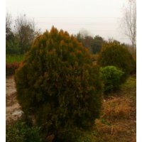 低價灑金柏球，海桐球，冬青球球，龜甲冬青球