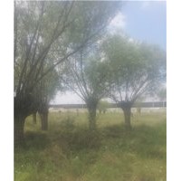 陜西省榆林市出售饅頭柳旱柳旱柳饅頭柳供應