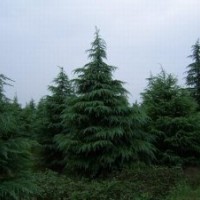 雪松1米 雪松2米 雪松3米 雪松4米 雪松5米